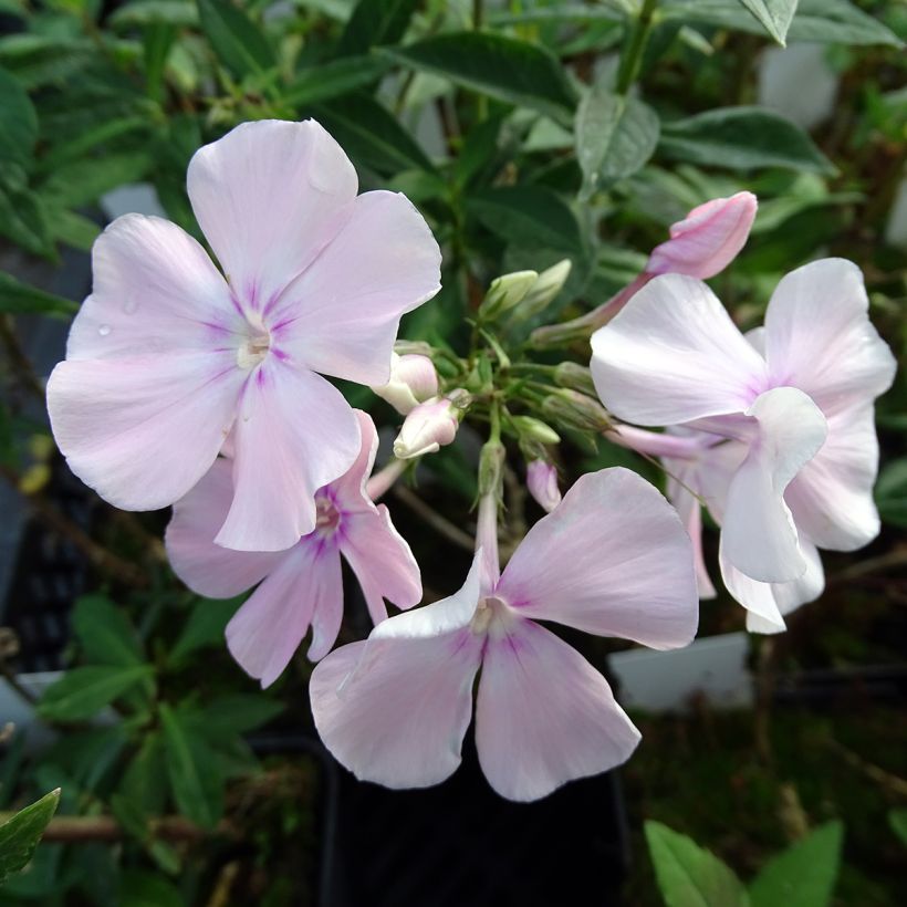 Syysleimu Rosa Pastel (Kukinta)