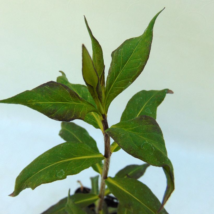 Syysleimu Septemberglut (Lehvistö)