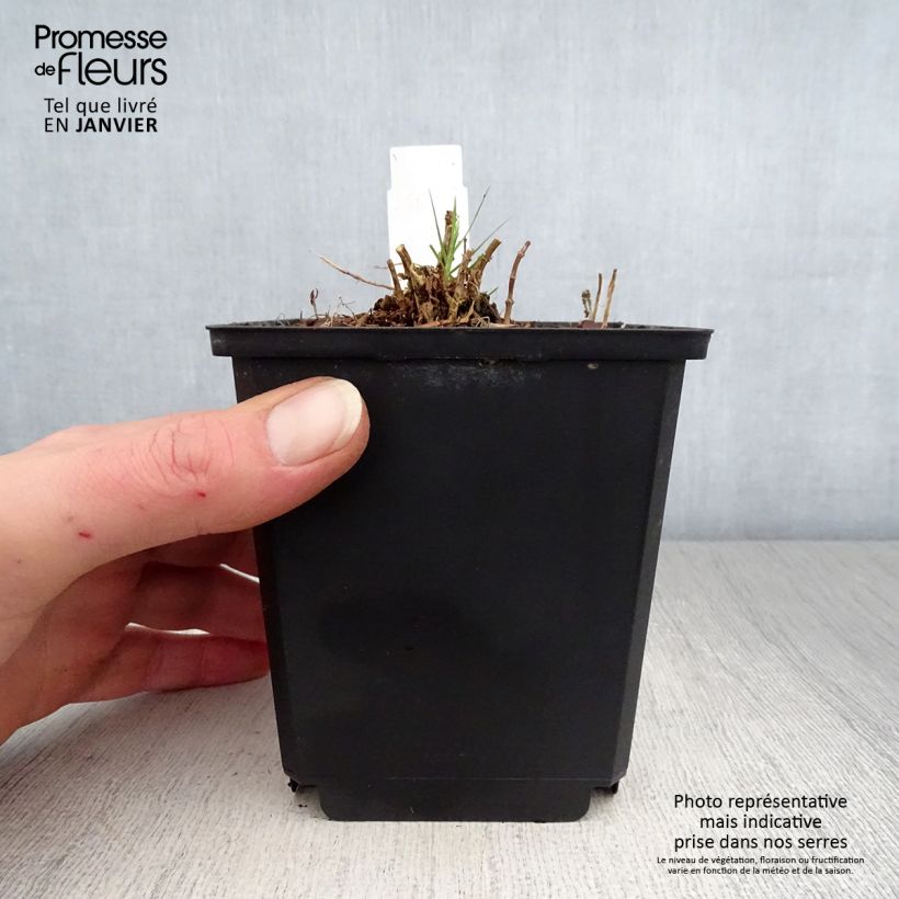 Esimerkki talvella toimitetusta Syysleimu Sherbet Cocktail 10 cm/11 cm ruukku-taimesta