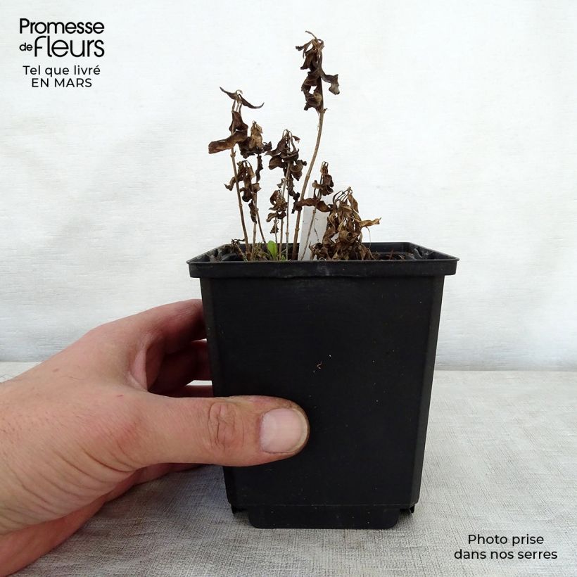 Esimerkki keväällä toimitetusta Syysleimu Sherbet Cocktail Pot de 10 cm/11cm-taimesta