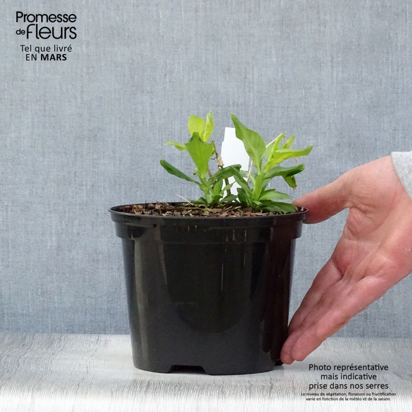 Esimerkki keväällä toimitetusta Syysleimu Tiara Pot de 2L/3L-taimesta