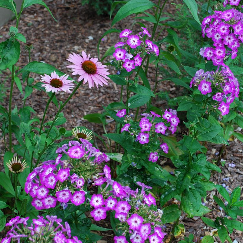 Syysleimu Uspech (Kasvutapa)