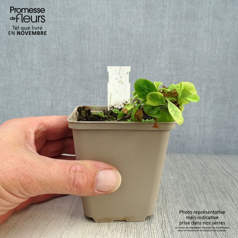 Esimerkki syksyllä toimitetusta Rönsyleimu Blue Ridge 8/9 cm taimiruukku-taimesta