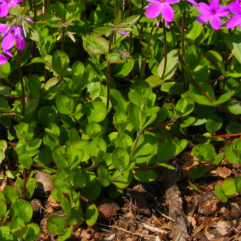 Rönsyleimu Purpurea (Lehvistö)