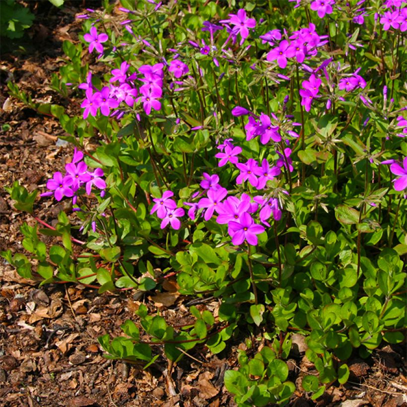 Rönsyleimu Purpurea (Kukinta)