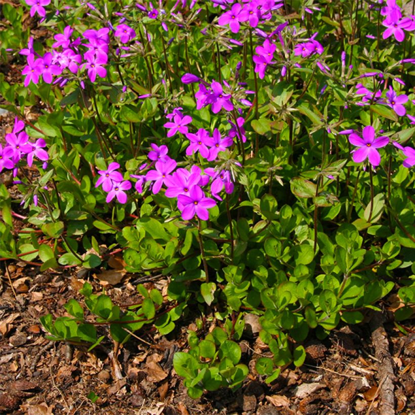 Rönsyleimu Purpurea (Kasvutapa)