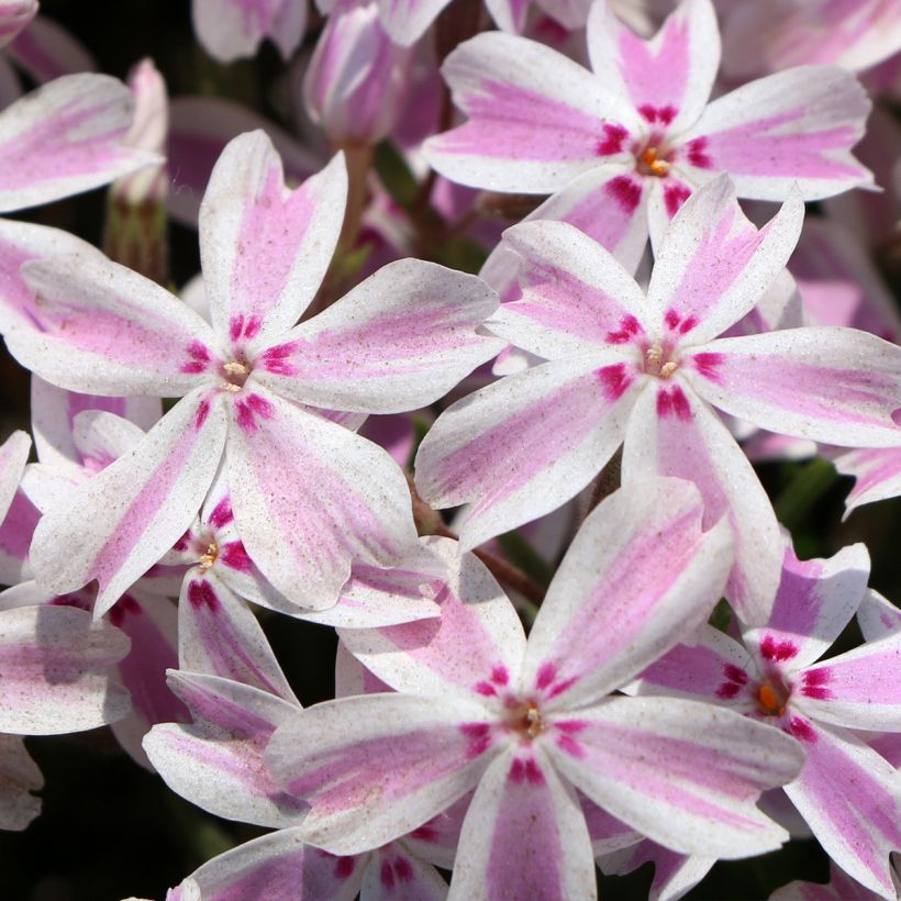 Sammalleimu Drumm (Flowering)