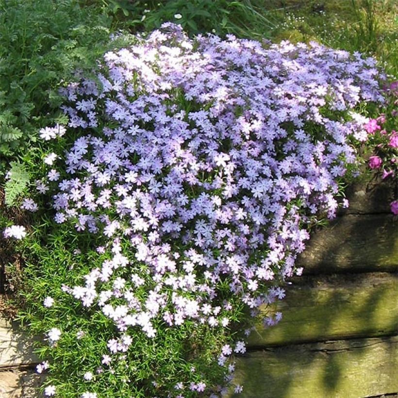 Sammalleimu Cushion Blue (Kasvutapa)
