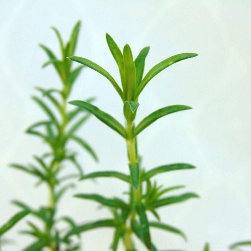 Sammalleimu White Delight (Lehvistö)