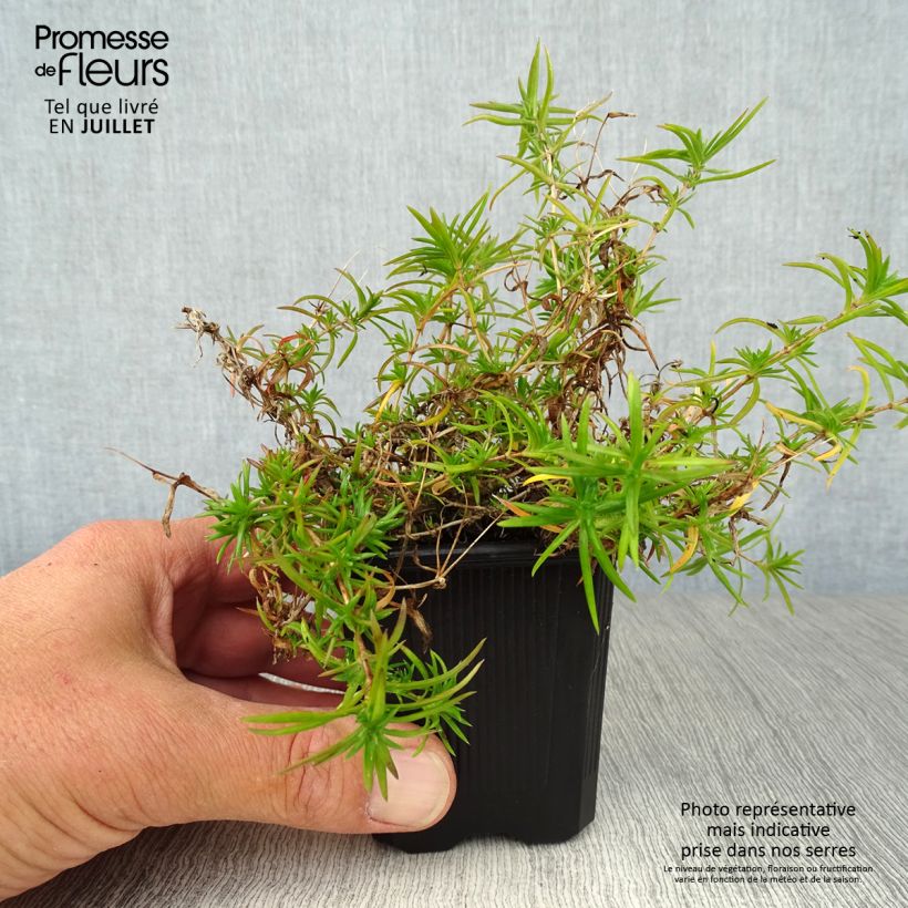 Esimerkki kesällä toimitetusta Sammalleimu Purple Beauty Taimiruukku 8/9 cm-taimesta
