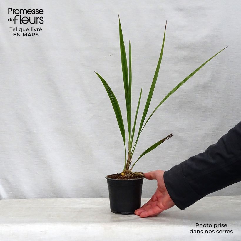 Esimerkki keväällä toimitetusta Phoenix andamanensis Pot de 12 cm / 13 cm-taimesta