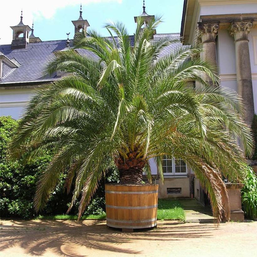 Kanariantaateli - Phoenix canariensis (Kasvutapa)