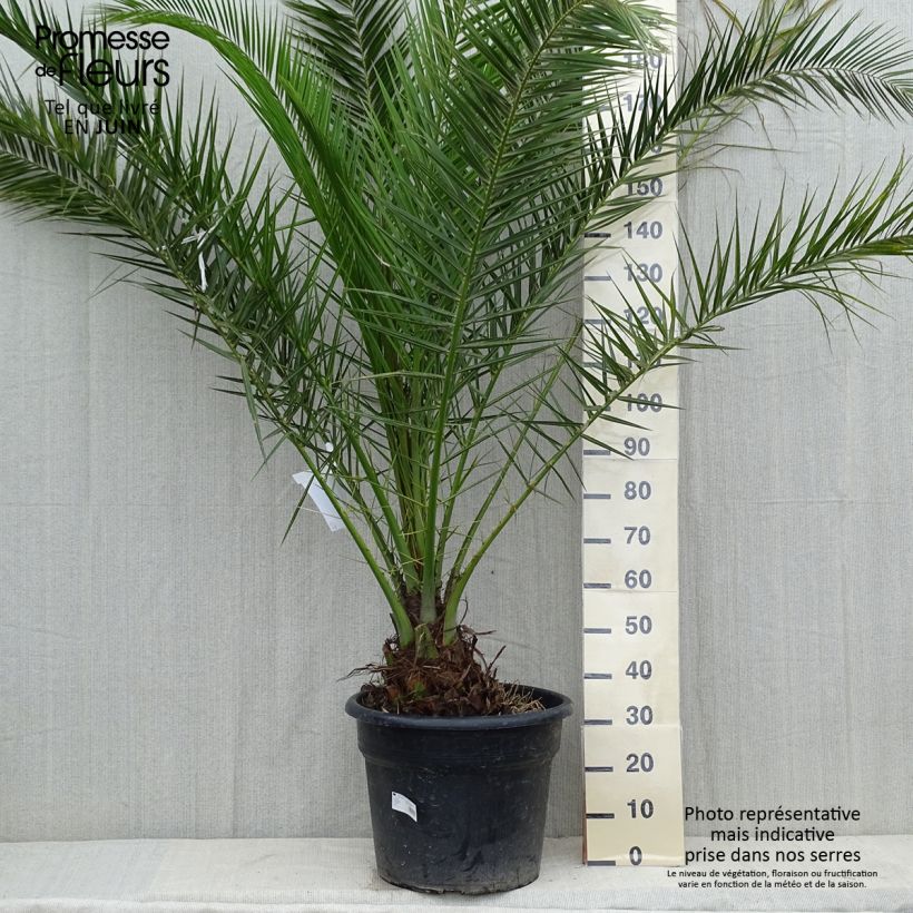 Esimerkki kesällä toimitetusta Kanariantaateli - Phoenix canariensis 30 litran/35 litran ruukku-taimesta