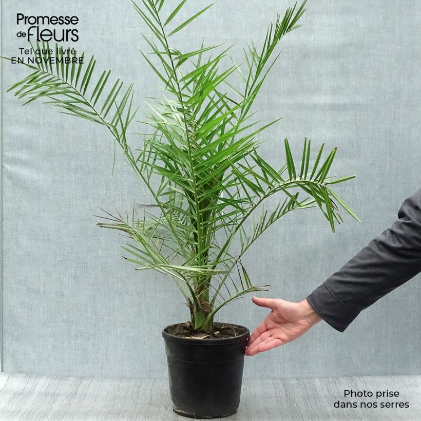 Esimerkki syksyllä toimitetusta Kanariantaateli - Phoenix canariensis 6 litran/7 litran ruukku-taimesta