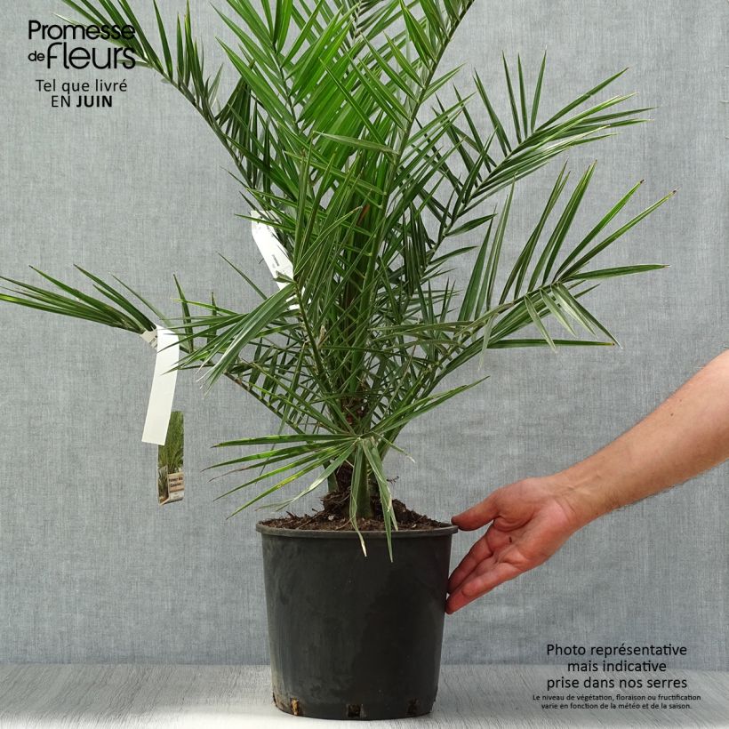 Esimerkki kesällä toimitetusta Kanariantaateli - Phoenix canariensis 6 litran/7 litran ruukku-taimesta