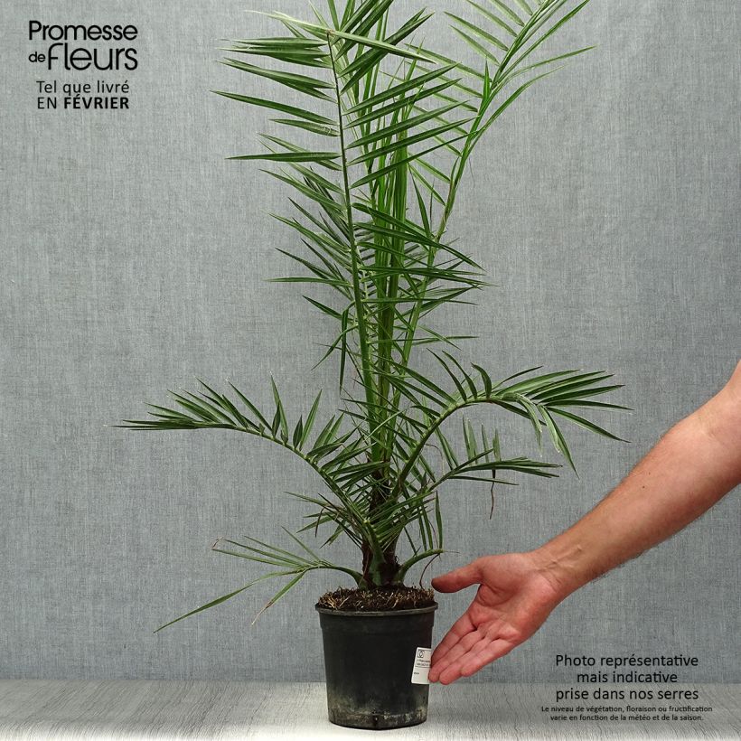 Esimerkki syksyllä toimitetusta Kanariantaateli - Phoenix canariensis 1 litran / 1,5 litran ruukku-taimesta