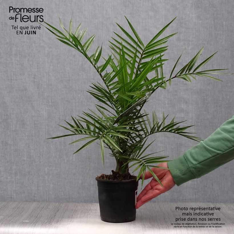Esimerkki kesällä toimitetusta Kanariantaateli - Phoenix canariensis 1 litran / 1,5 litran ruukku-taimesta