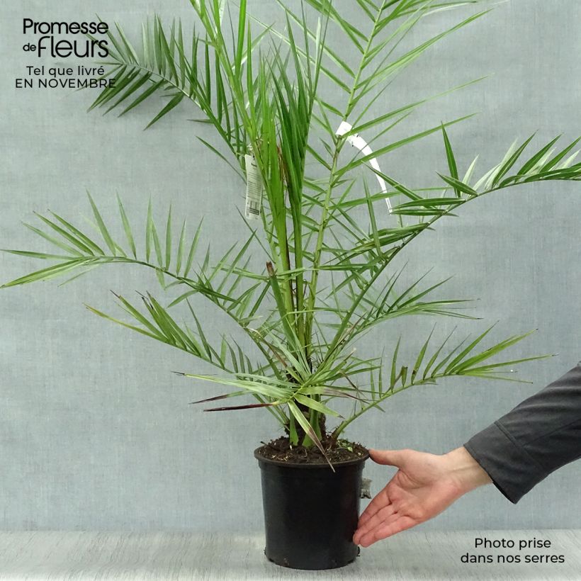 Esimerkki syksyllä toimitetusta Kanariantaateli - Phoenix canariensis 3 litran/4 litran ruukku-taimesta