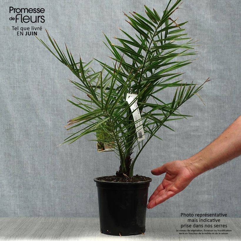 Esimerkki kesällä toimitetusta Kanariantaateli - Phoenix canariensis 3 litran/4 litran ruukku-taimesta
