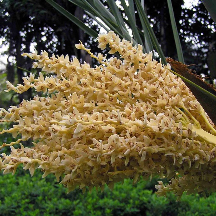 Taatelipalmu - Phoenix dactylifera (Kukinta)