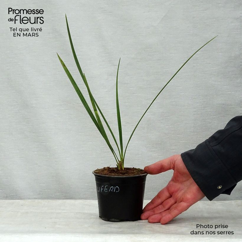 Esimerkki keväällä toimitetusta Taatelipalmu - Phoenix dactylifera Pot de 12 cm / 13 cm-taimesta