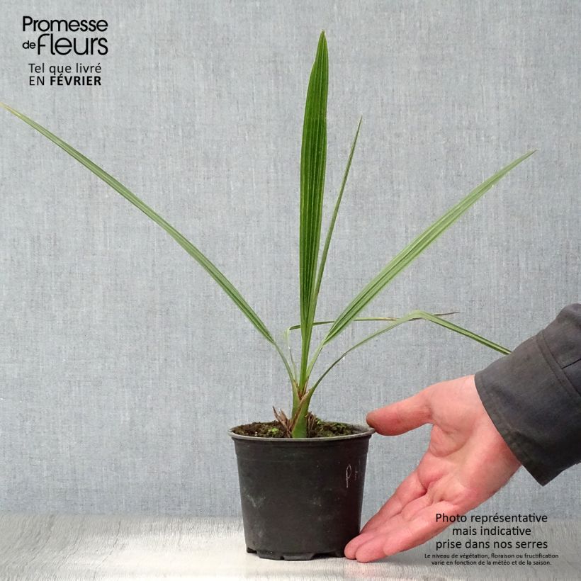 Esimerkki talvella toimitetusta Taatelipalmu - Phoenix dactylifera 12 cm / 13 cm ruukku-taimesta