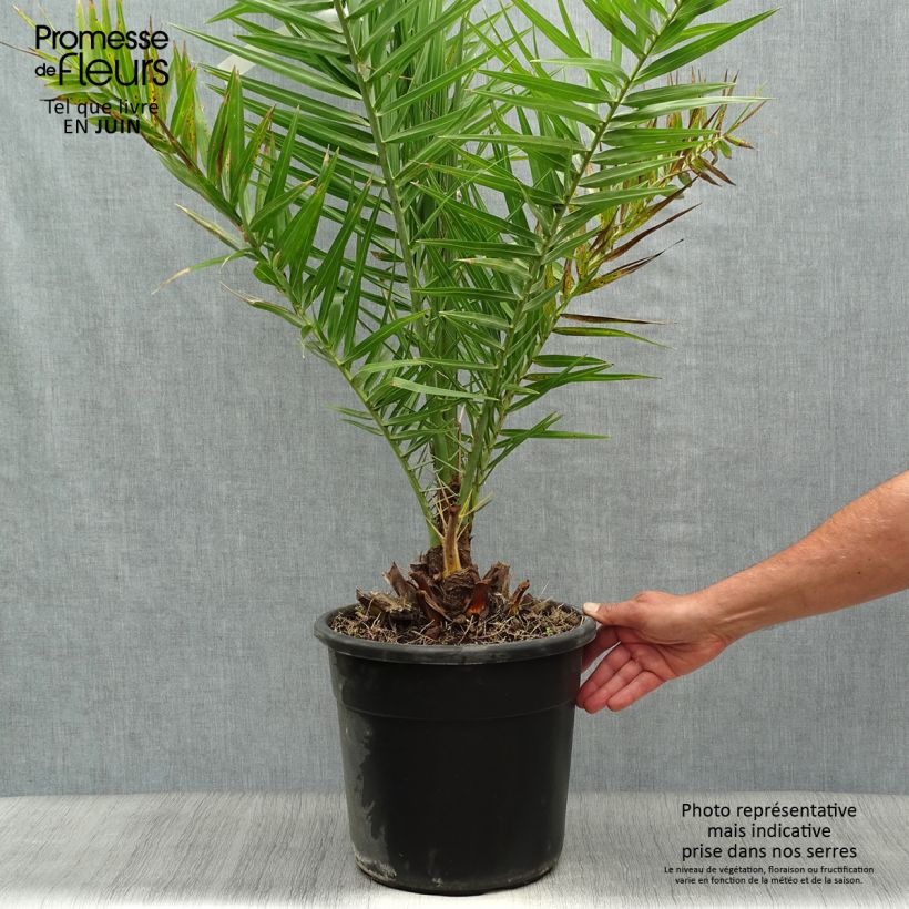 Esimerkki kesällä toimitetusta Taatelipalmu - Phoenix dactylifera Pot de 7,5L/10L-taimesta