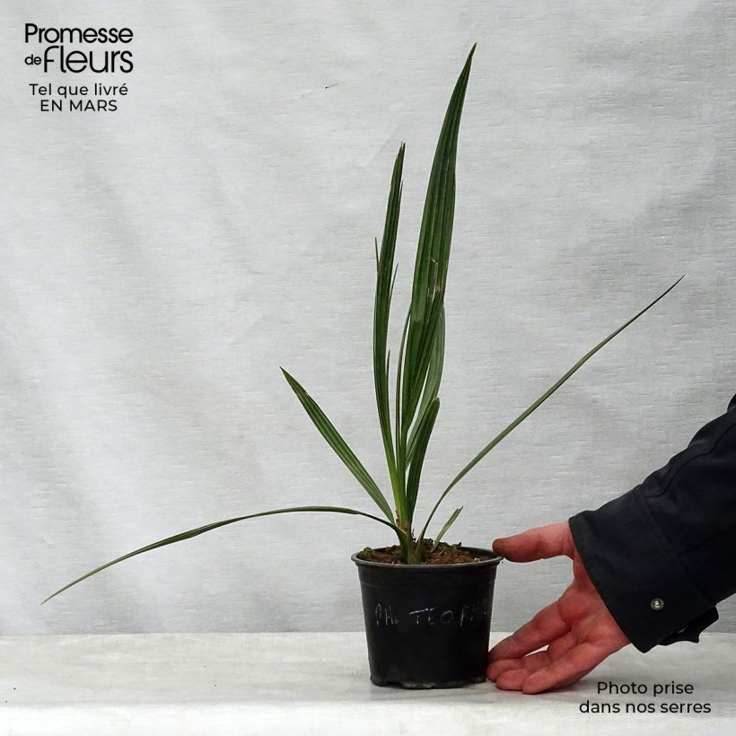 Esimerkki keväällä toimitetusta Phoenix theophrasti Pot de 12 cm / 13 cm-taimesta