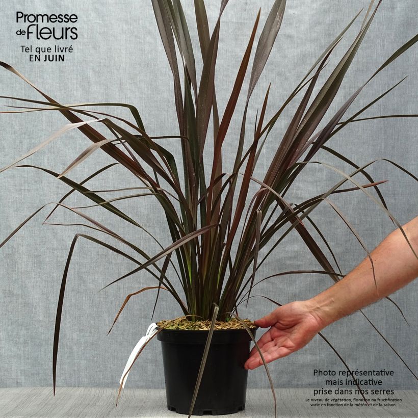 Esimerkki kesällä toimitetusta Tähkälilja Dark Delight Ruukku 4L / 5L-taimesta