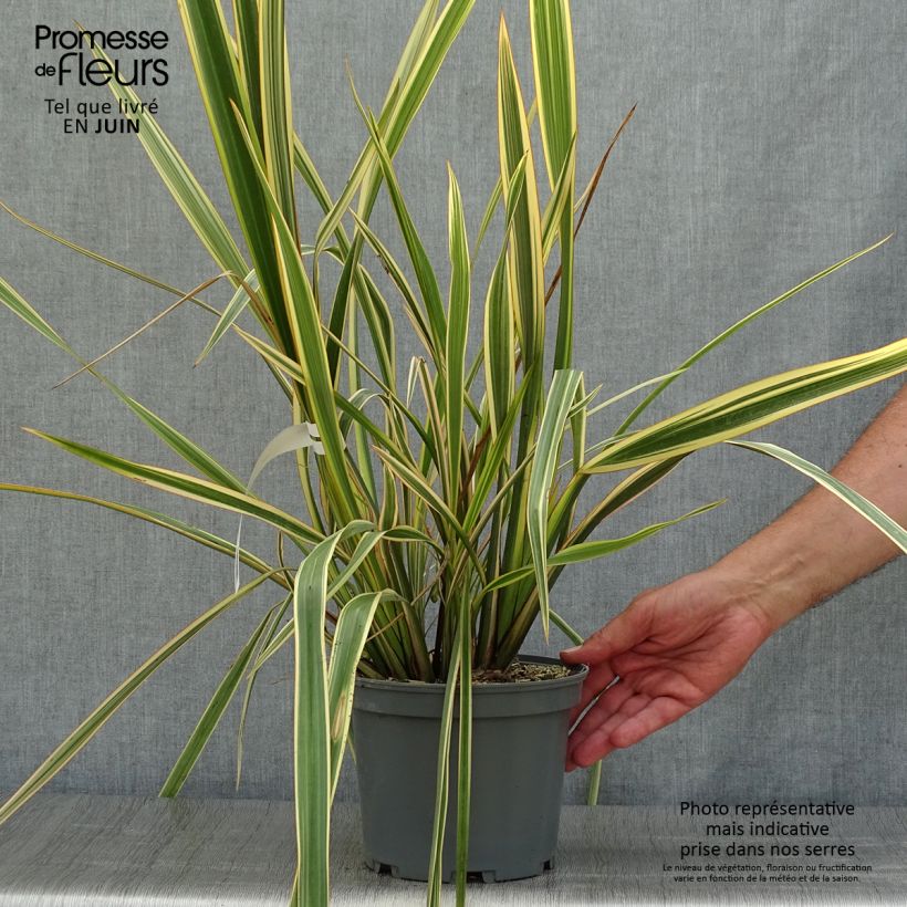 Esimerkki kesällä toimitetusta Tähkälilja Golden Ray Pot de 2L/3L-taimesta