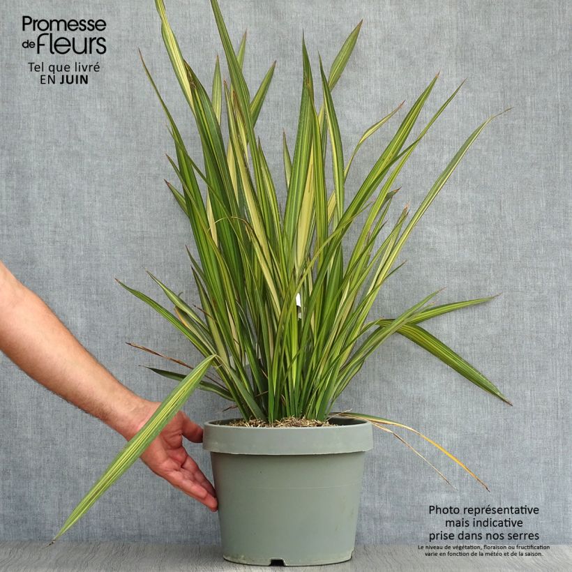 Esimerkki kesällä toimitetusta Tähkälilja Golden Ray Pot de 7,5L/10L-taimesta