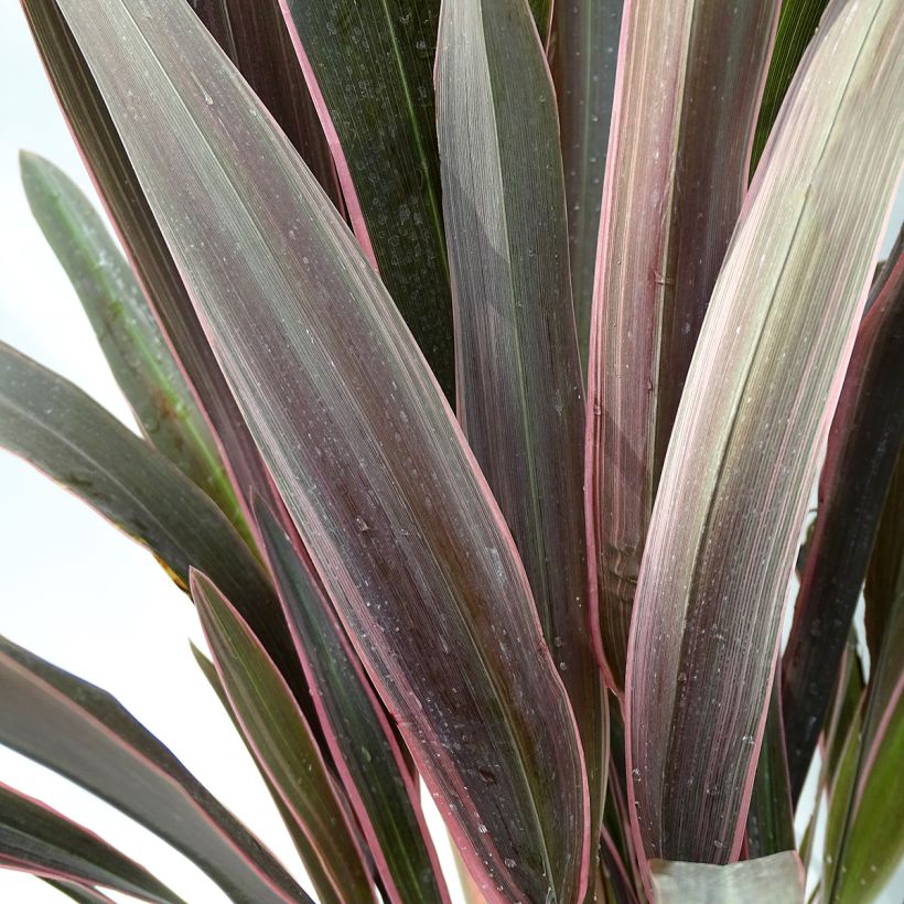 Tähkälilja Pink Stripe (Lehvistö)