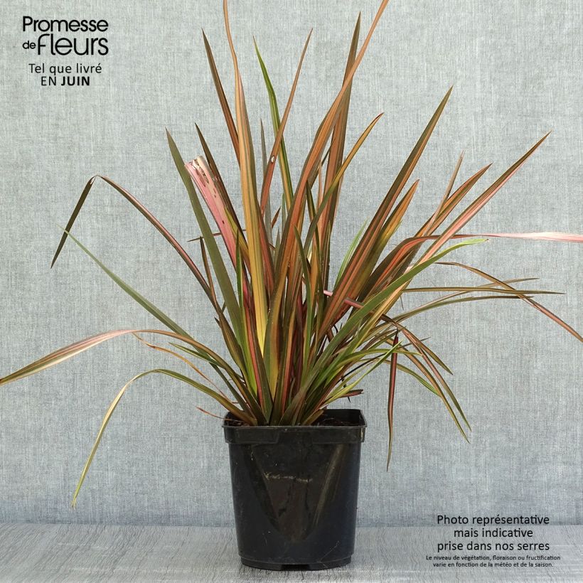 Esimerkki kesällä toimitetusta Tähkälilja Rainbow Sunrise Pot de 3L/4L-taimesta