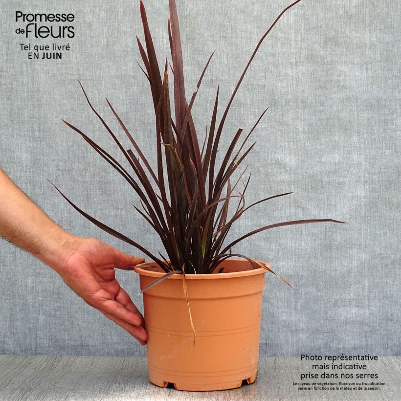 Esimerkki kesällä toimitetusta Tähkälilja Special Red Pot de 4L/5L-taimesta