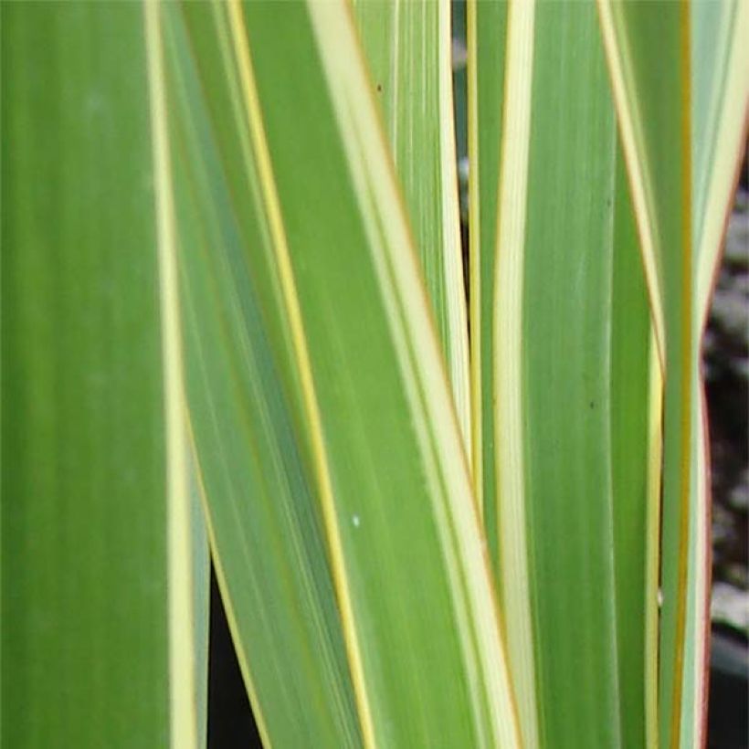 Tähkälilja Tricolor (Lehvistö)