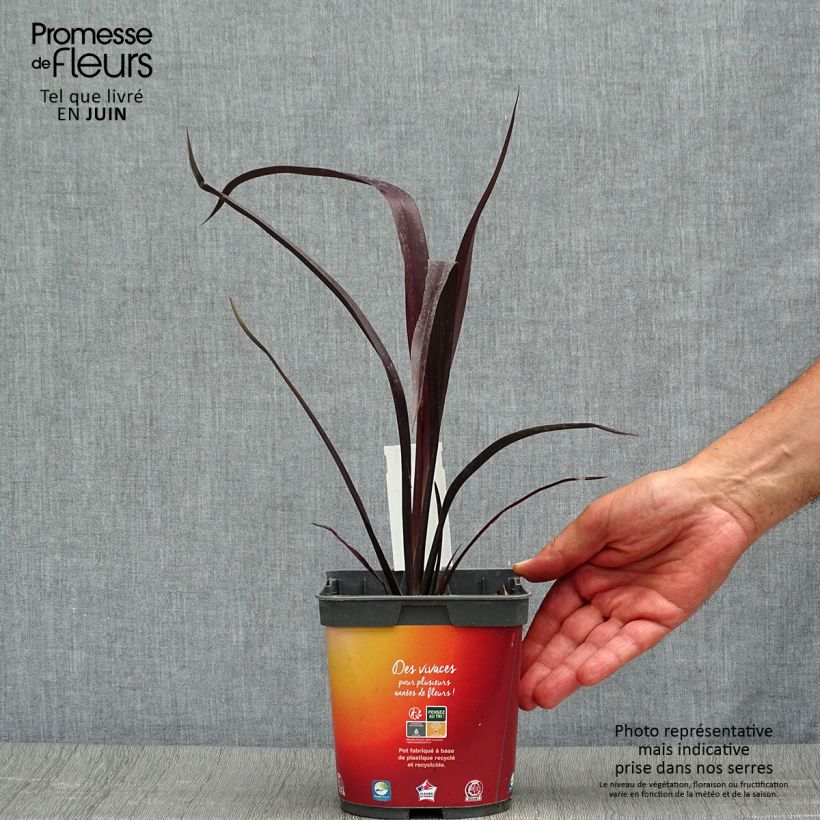 Esimerkki kesällä toimitetusta Tähkälilja Black adder Pot de 2L/3L-taimesta
