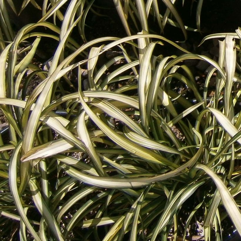 Tähkälilja Blondie (Lehvistö)