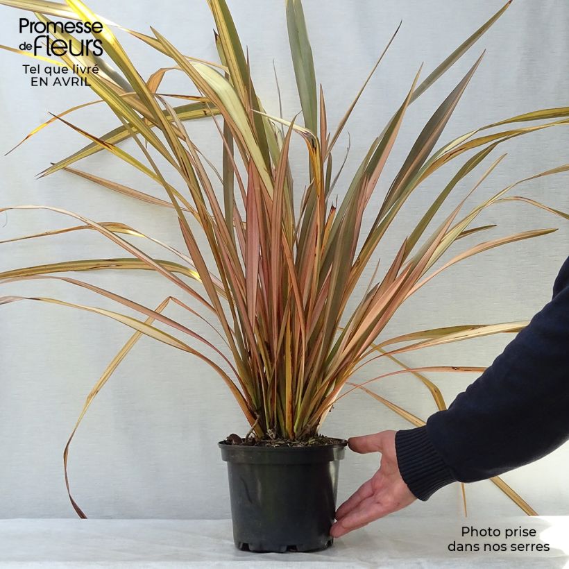 Esimerkki keväällä toimitetusta Tähkälilja Evening Glow Pot de 2L/3L-taimesta