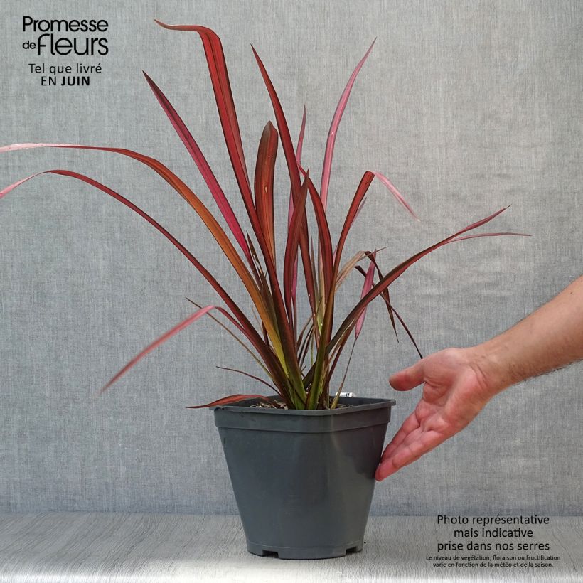 Esimerkki kesällä toimitetusta Tähkälilja Evening Glow Pot de 4L/5L-taimesta