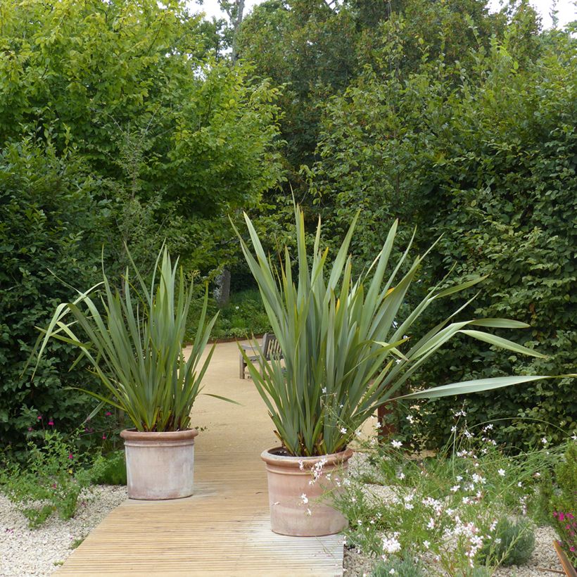 Tähkälilja - Phormium tenax (Kasvutapa)