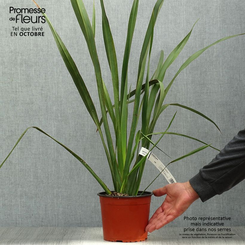 Esimerkki syksyllä toimitetusta Tähkälilja - Phormium tenax 2 litran/3 litran ruukku-taimesta