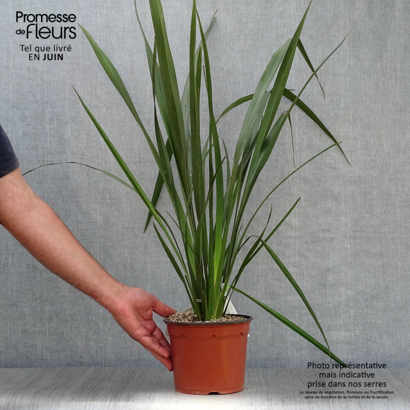 Esimerkki kesällä toimitetusta Tähkälilja - Phormium tenax Ruukku 2L / 3L-taimesta