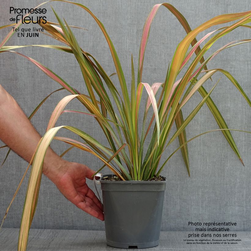 Esimerkki kesällä toimitetusta Tähkälilja - Phormium tenax Ruukku 4L / 5L-taimesta