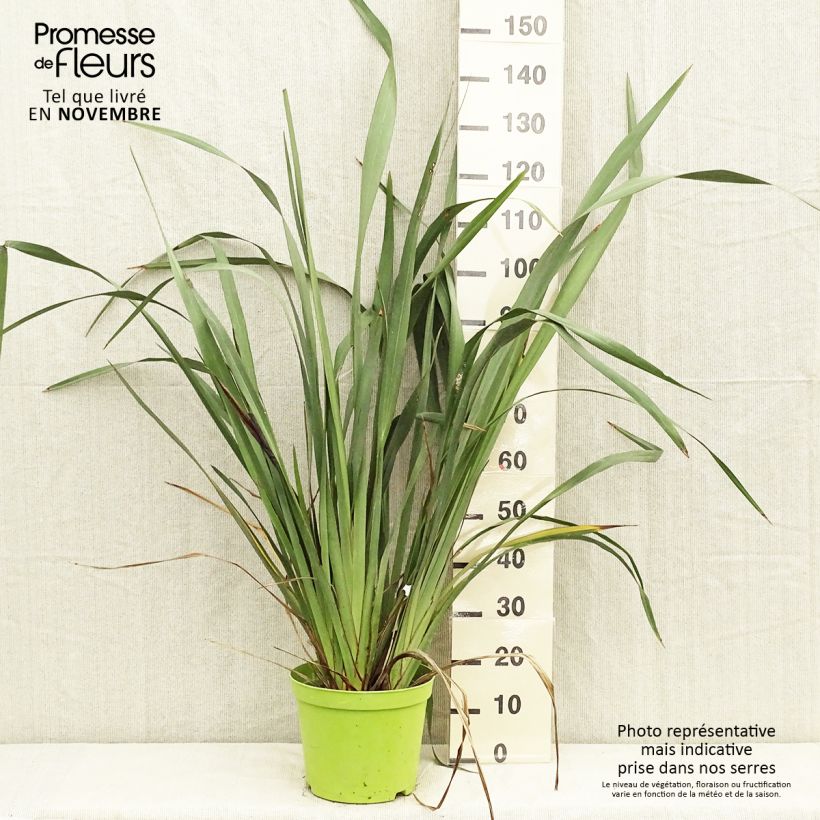 Esimerkki syksyllä toimitetusta Tähkälilja - Phormium tenax 7,5 litran / 10 litran ruukku-taimesta