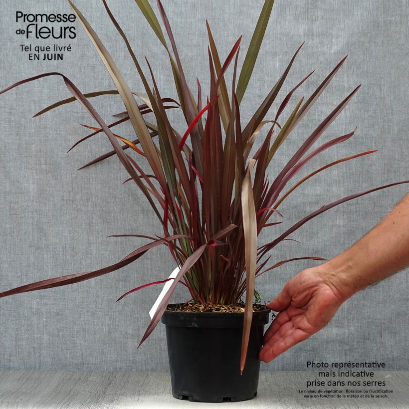 Esimerkki kesällä toimitetusta Tähkälilja Purpureum Pot de 2L/3L-taimesta