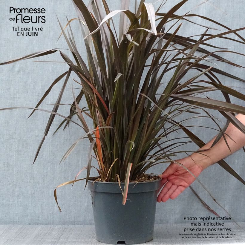 Esimerkki kesällä toimitetusta Tähkälilja Purpureum Pot de 7,5L/10L-taimesta