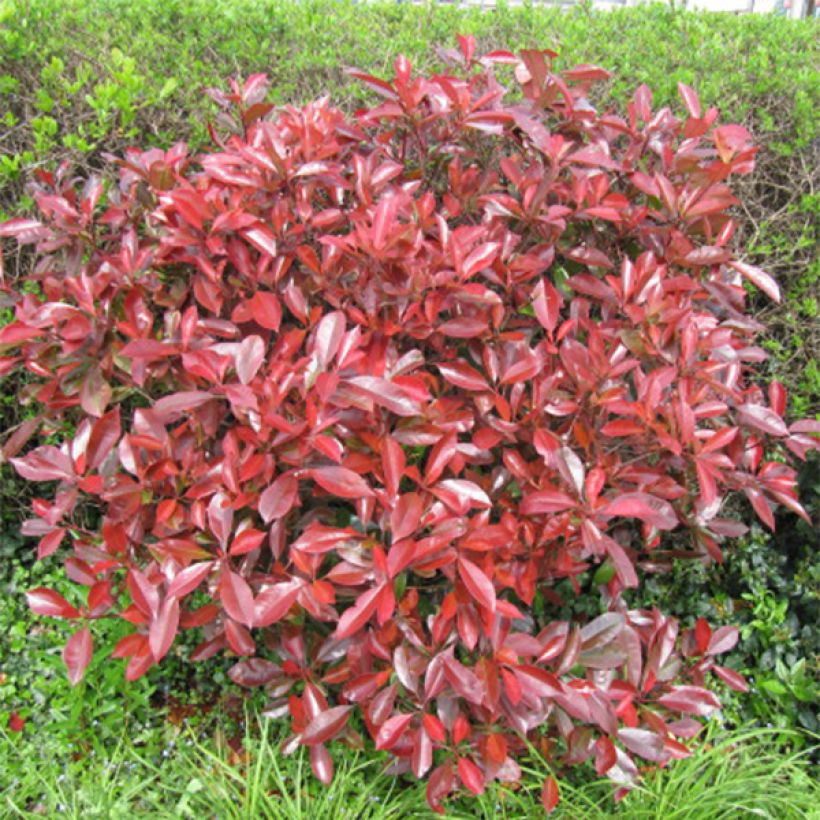 Tarhapunamarja Little Red Robin (Kasvutapa)