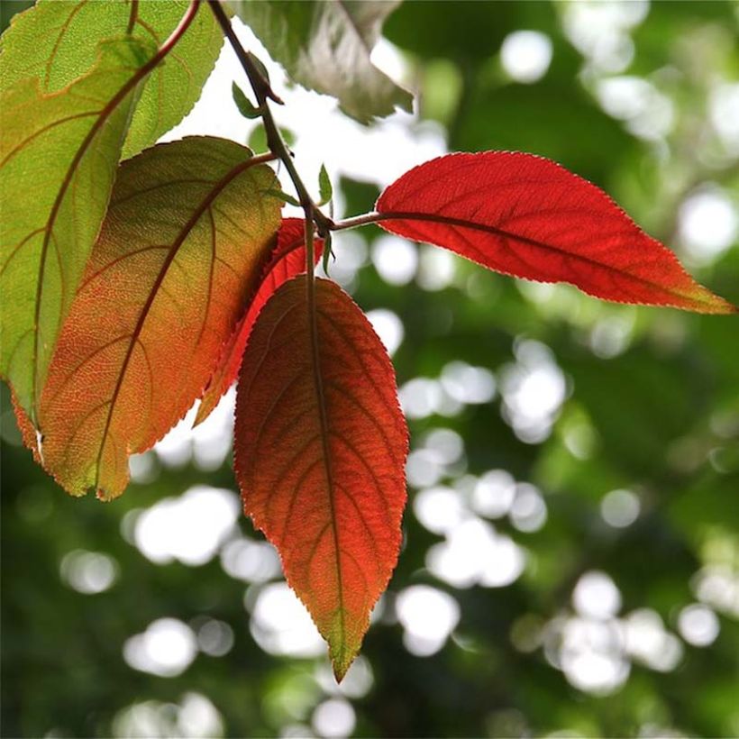 Photinia beauverdiana var. notabilis (Lehvistö)