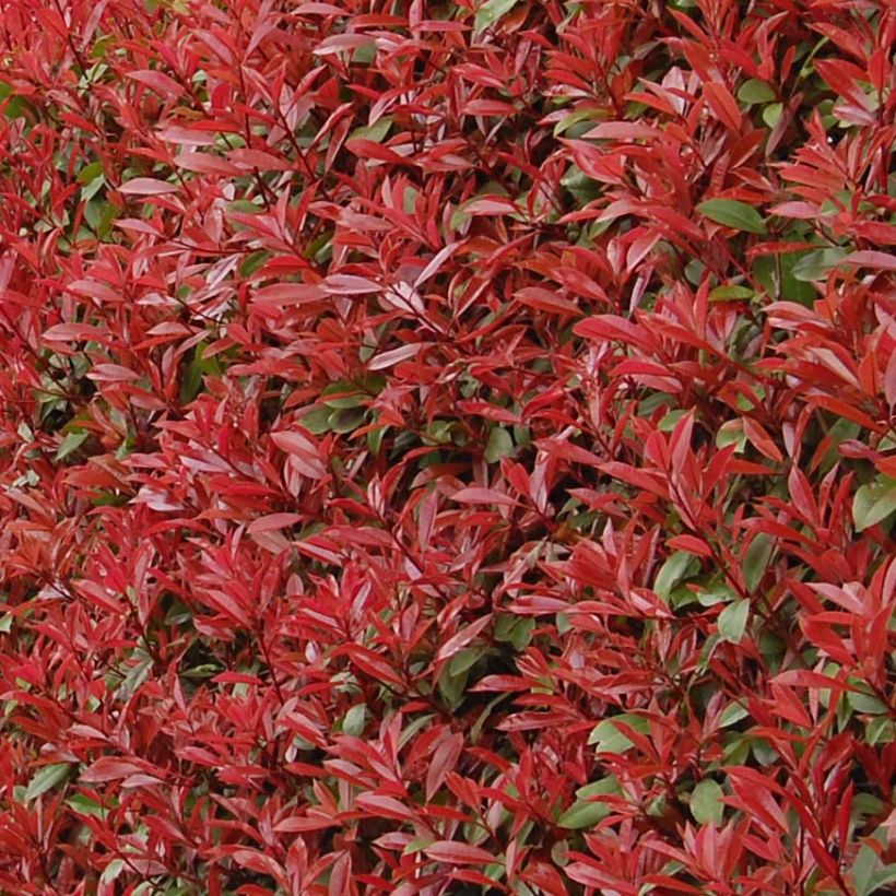 Tarhapunamarja Carré Rouge (Lehvistö)