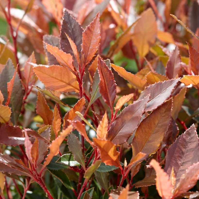 Tarhapunamarja Chico (Lehvistö)